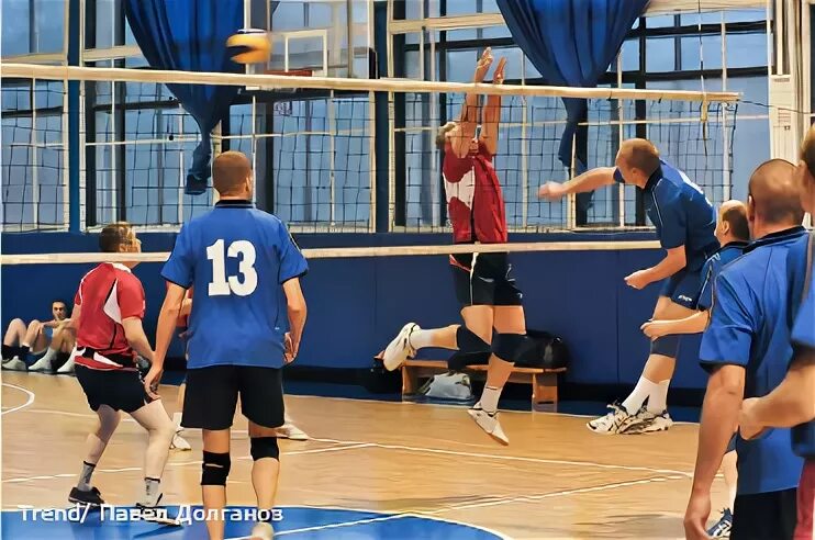 Львы про волейбол. Лев волейбол. лев волейбол рост. лев волейбол в реальной жизни.