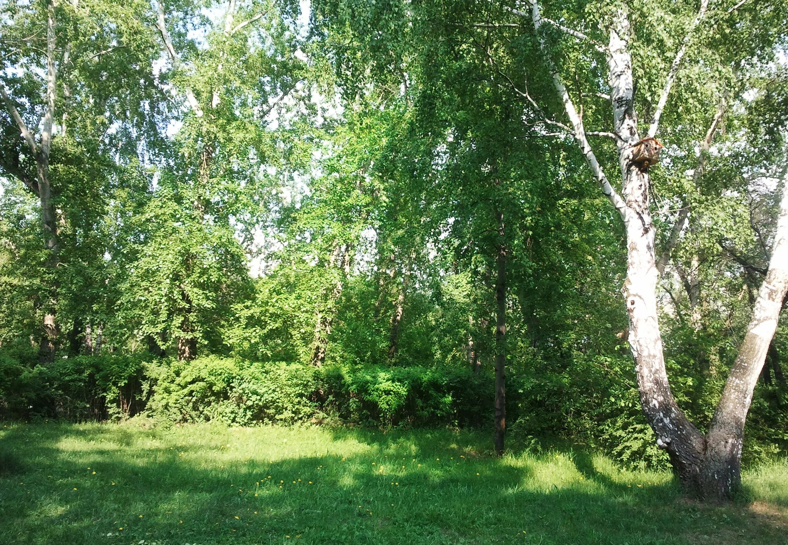 Село зелени. Вологда летом зелень.