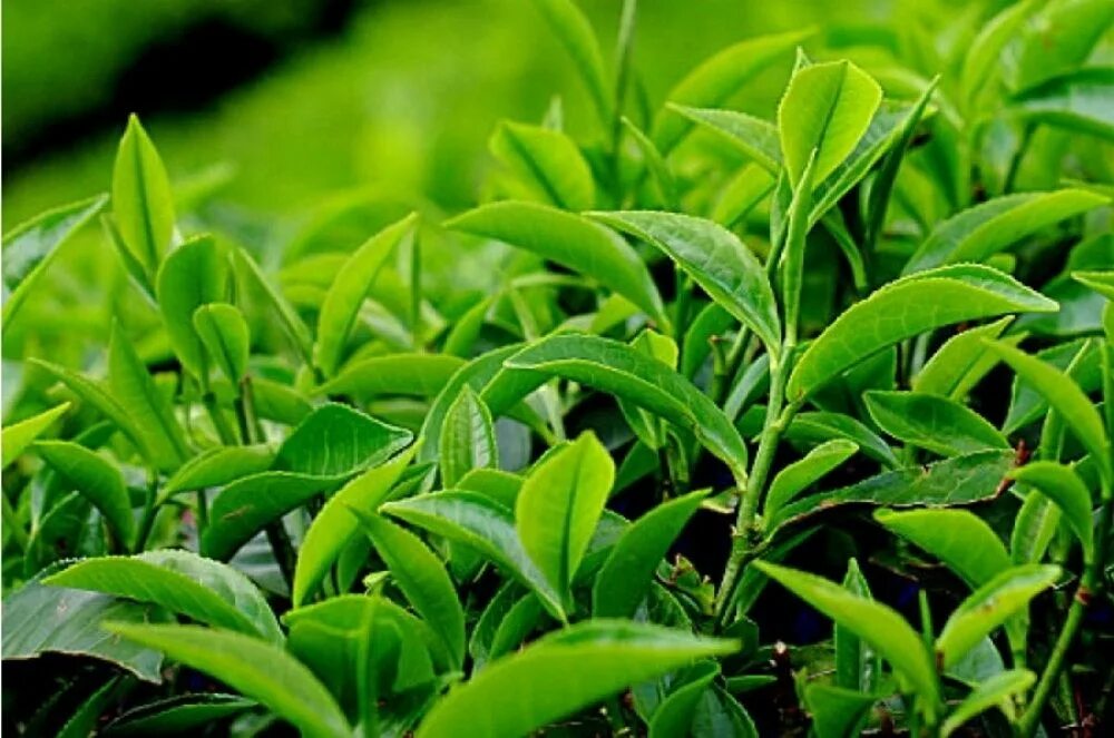 Камелия синенсис растение. Camellia sinensis – sinensis куст. Camellia sinensis листья. Куст чая. Камелии китайской (camellia sinensis).