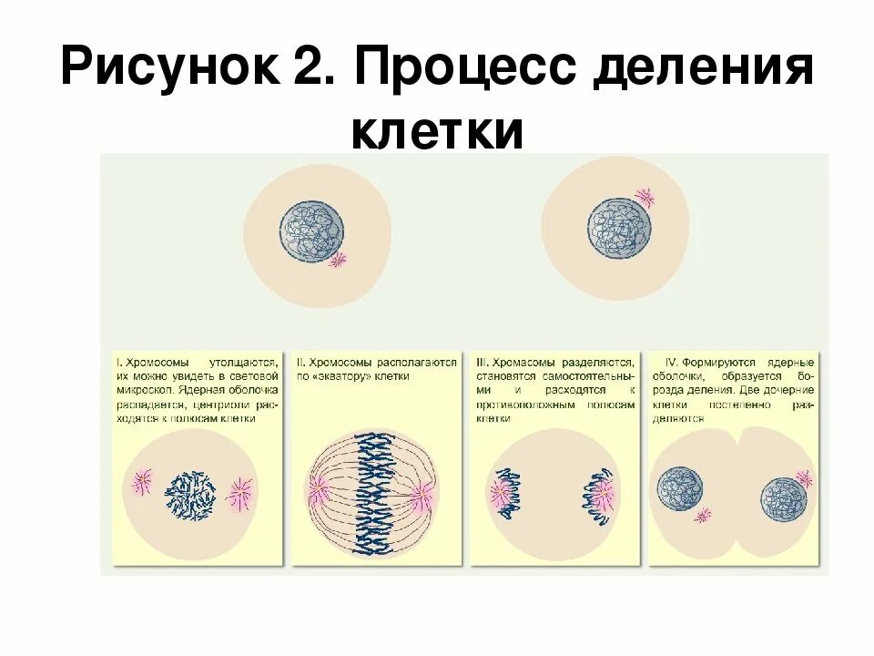 При делении центральной клетки развивается