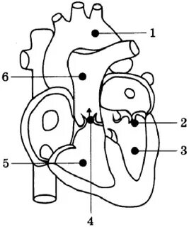 Кот под цифрой 3