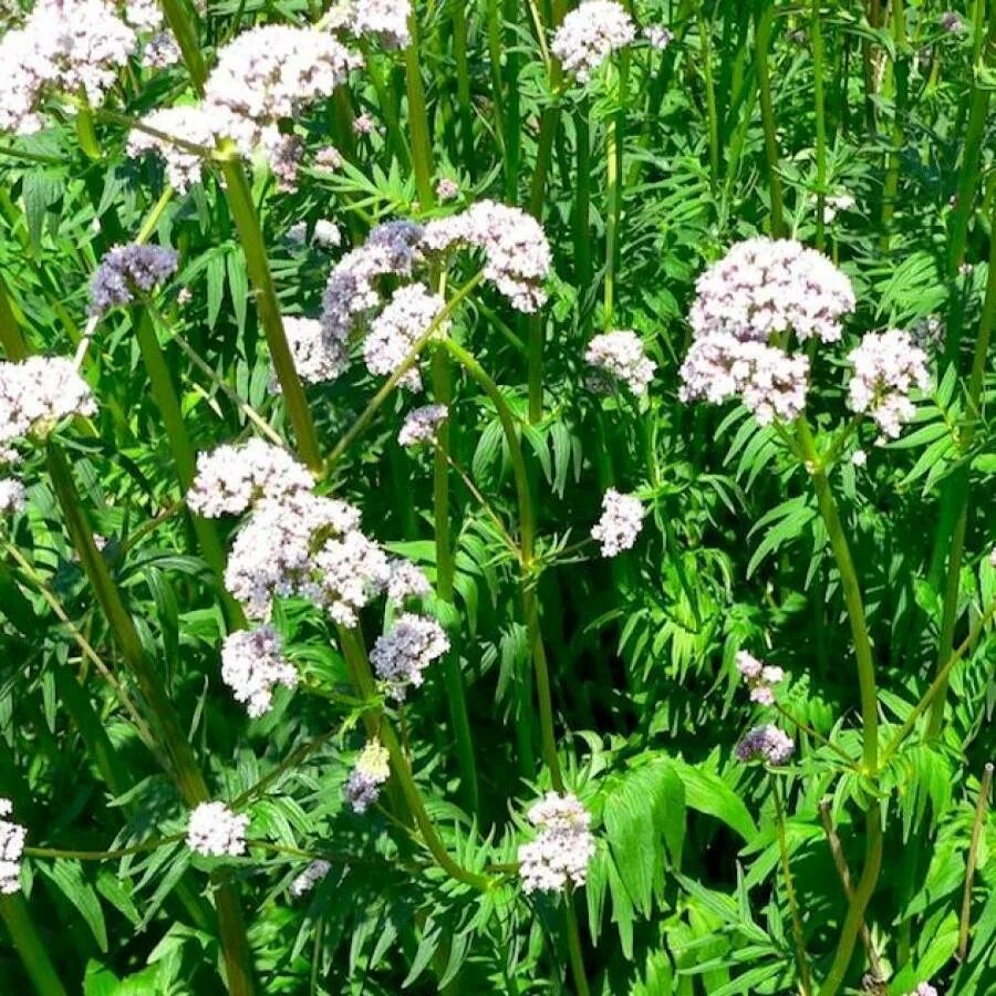 Валериана милос. Корневище с корнями валерианы латынь. Валериана аянская. Валериана латынь. Валериана лапчатая.