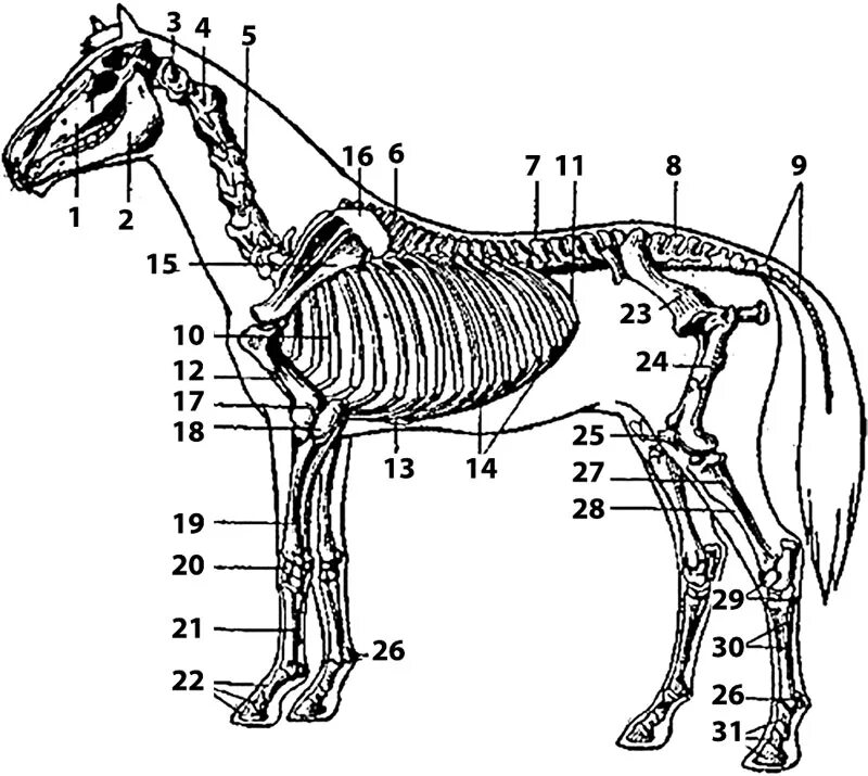 Строение скелета животных. Скелет туловища животного. Строение конечности лошади скелет. Скелет животного анатомия деление на отделы. Анатомические особенности животных