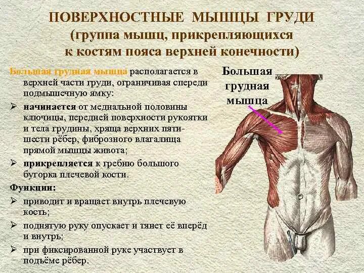 Какие мышцы относятся к мышцам туловища ответ. Поверхностные мышцы груди функции. поверхностные мышцы туловища спереди. мышцы груди спереди.