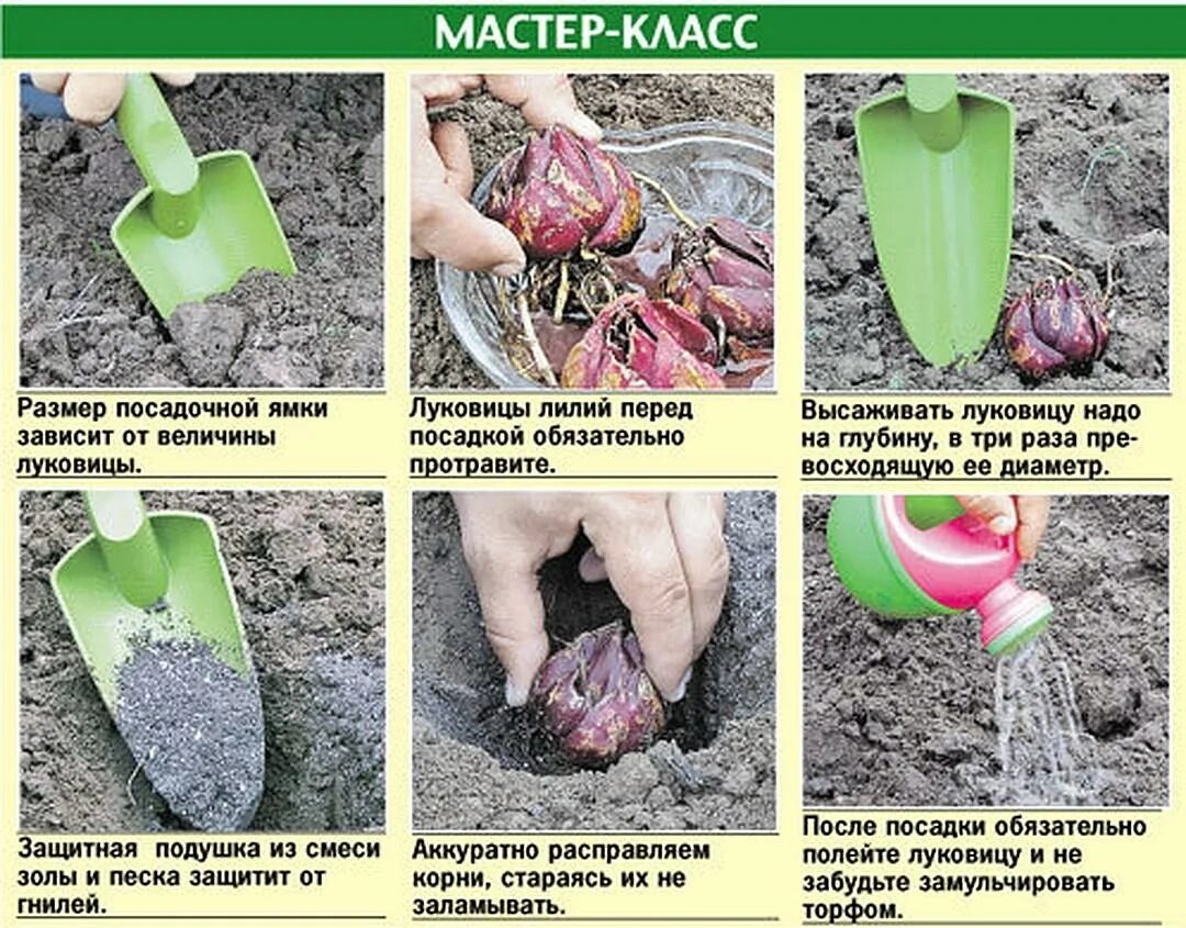 Пересадить цветущую лилию