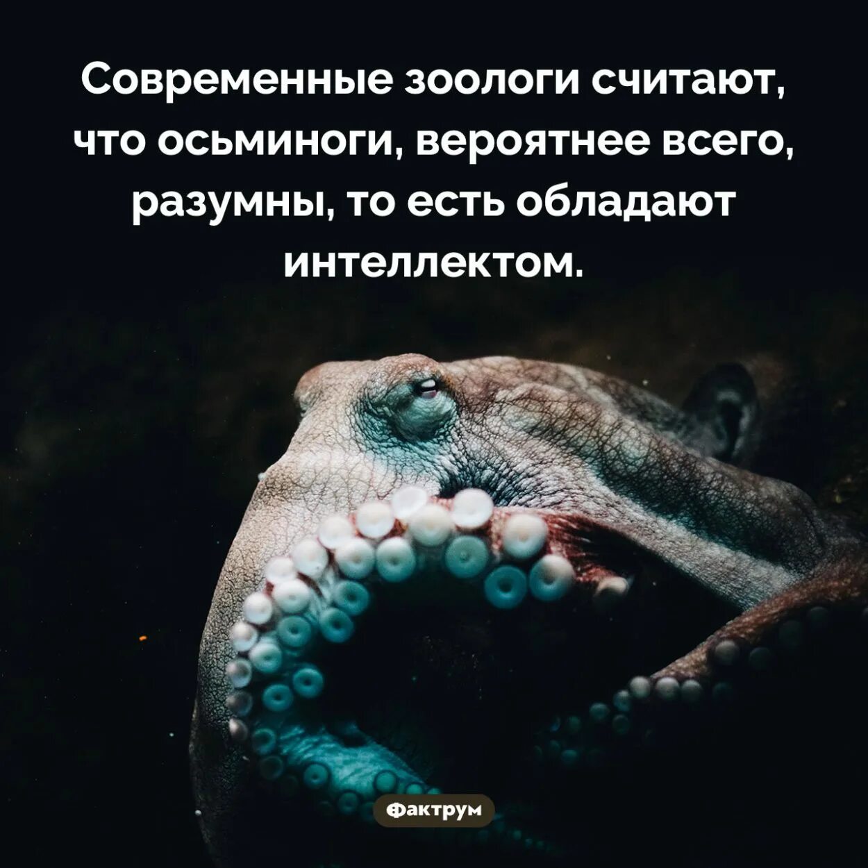 Интересные факты о осьминогах. Осьминог интересные факты для детей. Презентация осьминоги для дошкольников. Осьминог доклад 3 класс. Осьминог интересные факты.