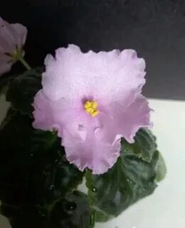 Цвет нежная фиалка