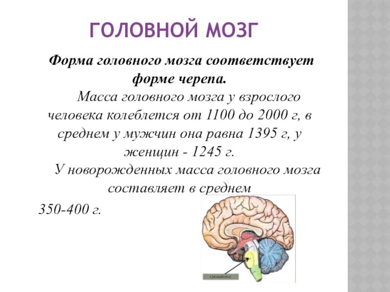 Масса головного мозга взрослого человека. Вес головного мозга у взрослого человека. Масса человеческого мозга. Вес головного мозга человека.
