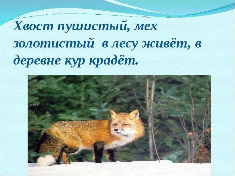 Хвост пушистый у нее нет в лесу. Пушистый хвост. хвост пушистый мех золотистый в лесу живет в деревне кур крадет. загадка хвост мех в лесу живет кур крадет. шерстка, а коготок хвост мех в лесу живет кур крадет.