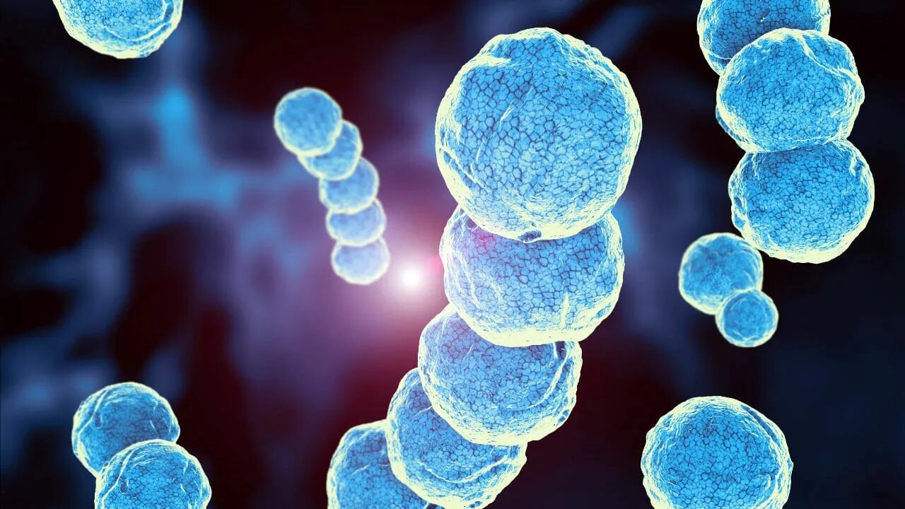 Streptococcus thermophilus