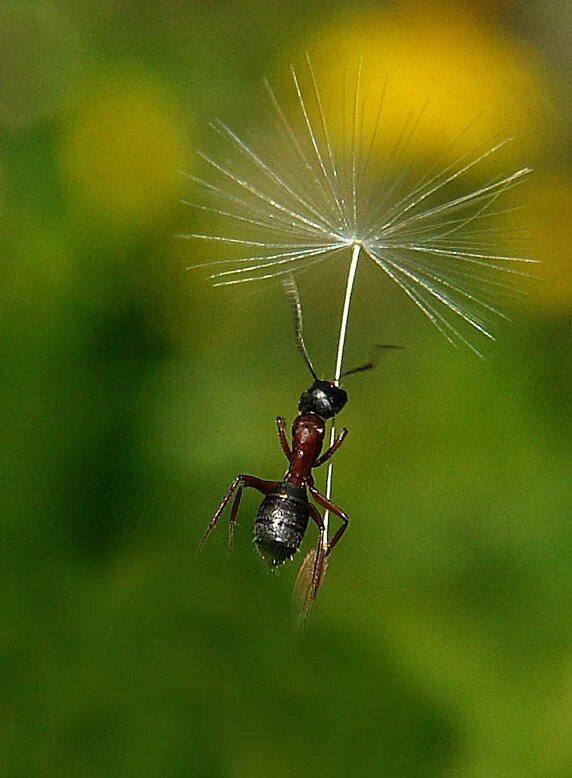 Ловит летающих насекомых. Летающие насекомые. Букашки в одуванчиках. Муравей на одуванчике. Насекомое похожее на одуванчик.
