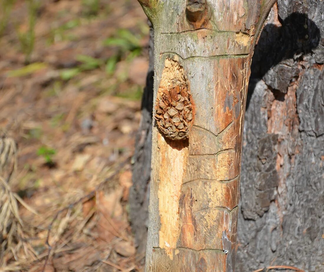 узкий ствол дерева. шишка на стволе дерева. нарост на стволе граба. капа нарост на дереве. шишка на стволе дерева.