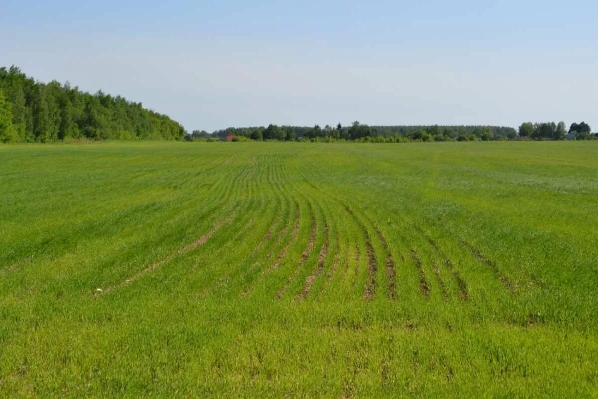 Поле сельхозназначения. Подмосковные 10 га. Земли сельхозназначения. Участок сельскохозяйственного назначения. Магазин на земле сельхозназначения.