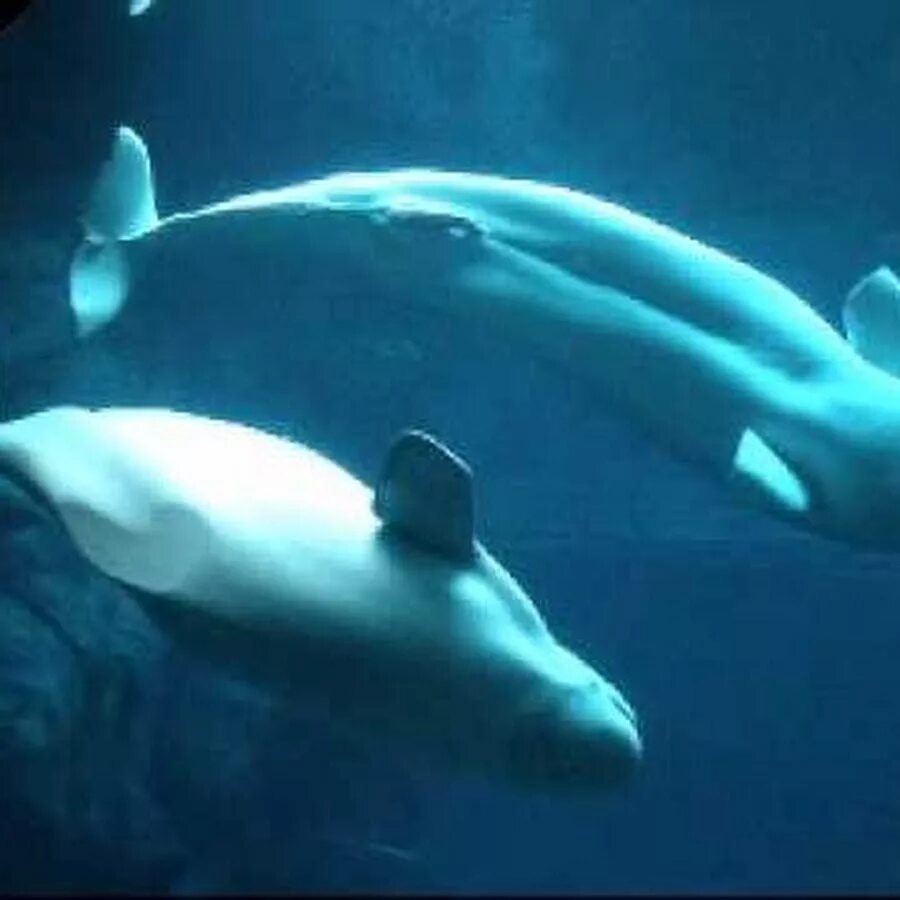 Спаривание горбатых китов. Голубой кит. Серый кит спаривание. Спаривание китов. Киты размножаются.