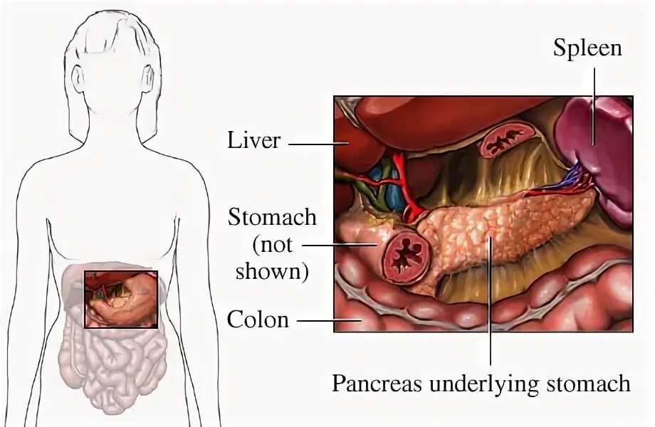 Селезенка желудок поджелудочная железа. Поджелудочная железа расположение. Расположение поджелудочной железы у женщин. Расположение печени и поджелудочной. Поджелудочная расположение у человека.