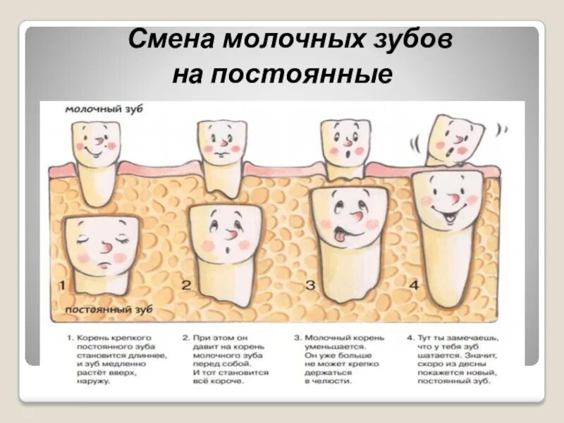 Схема смены молочных зубов у детей. Как должны выпадать молочные зубы у детей схема. Смена зубов у детей схема замены молочных. Когда выпадают мрлочныезубы.