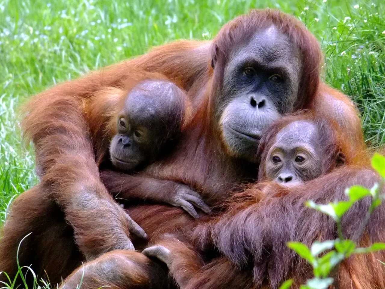 Орангутан и шимпанзе. Обезьяна орангутанг детёныш. Обезьяны орангутан детеныш. Приматы орангутанг.