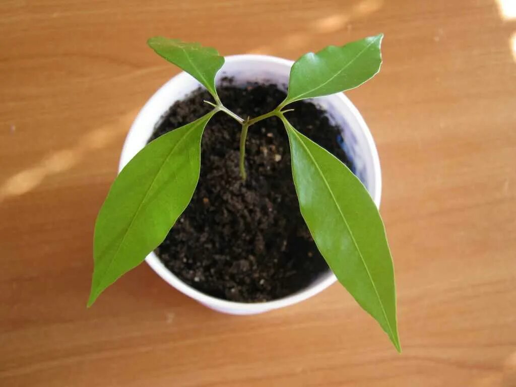 Как вырастить семена личи. Рамбутан росток. росток личи. росток личи из косточки. личи растение росток.