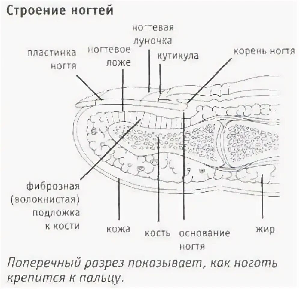 Строение ногтя человека. Строение ногтя и ногтевой пластины. Строение ногтя человека. Строение ногтя и ногтевой пластины. Строение ногтя и ногтевой пластины.