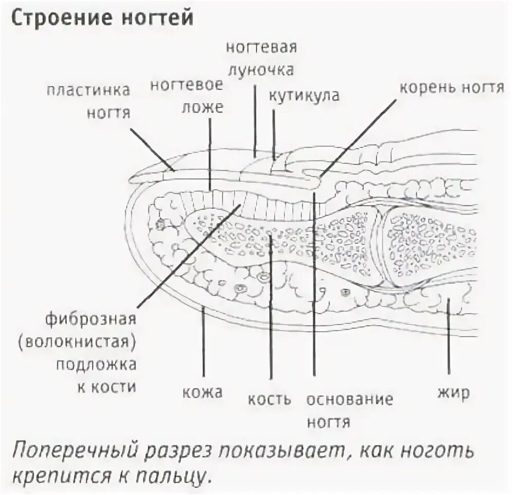 Ногтевая структура. Строение ногтевой пластинки гистология. Строение ногтевой пластины анатомия. Ногтевая пластина строение гистология. Строение ногтевой пластины схема.