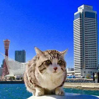 Кошка тренд