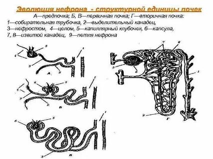 Формирование нефрона