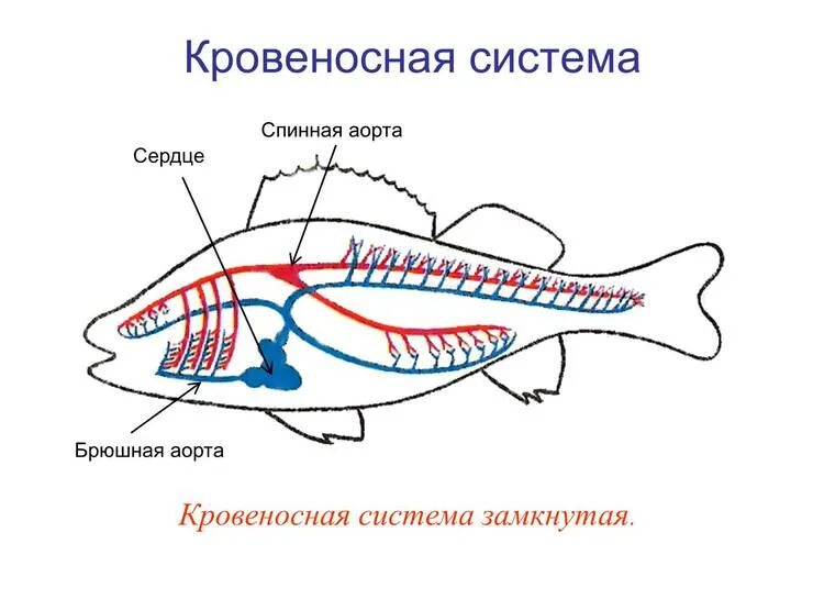 Состав и строение кровеносной системы рыб. Схема строения кровеносной системы рыб. кровеносная и дыхательная система рыб. дыхательная и кровеносная система рыбы схема. внутреннее строение рыбы кровеносная система.