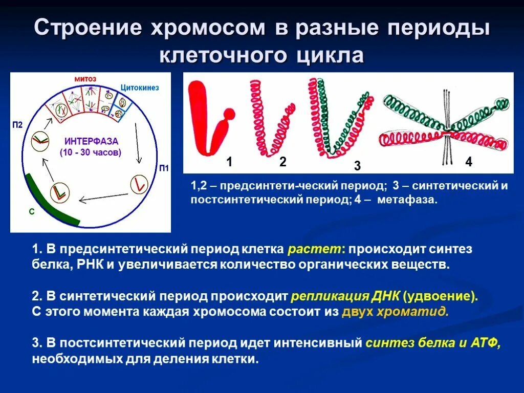 Сколько хромосом в кишечнике. Строение хромосом в разные периоды клеточного цикла. хромосом в разные периоды клеточного деления. удвоение днк происходит в период. изменение хромосом в клеточном цикле.
