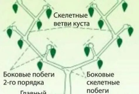 Формирование перца в теплице пошаговая инструкция схема фото и описание