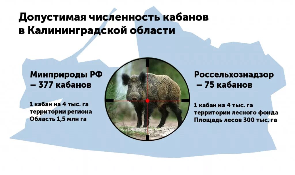Популяция кабанов в заповеднике. Кабан в греции. Реинтродукция европейского зубра. Большехехцирский заповедник животные. Популяция кабанов в заповеднике.