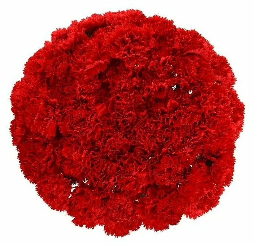 Гвоздика лилипот. Гвоздика диантус красная. Гвоздика селект. Испанская гвоздика. Красные гвоздики.