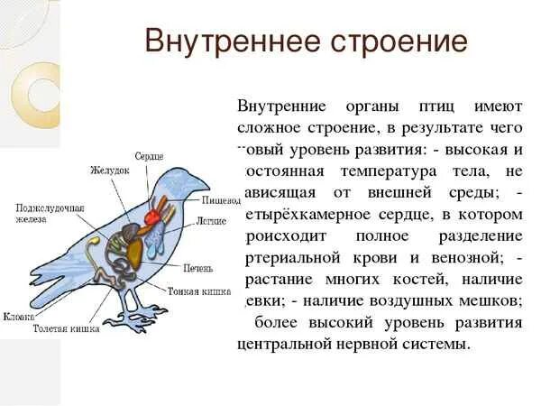 Укажите особенности внутреннего строения птиц. Внешнее и внутреннее строение птиц 7 класс биология. Внутреннее строение птицы биология 7 класс. Внешнее и внутреннее строение птицы биология 7. Класс птицы 7 класс биология строение.