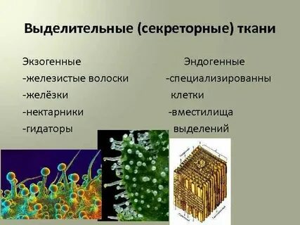 Выделительные ткани какие