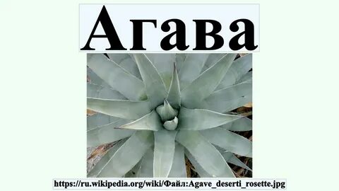 Agava games