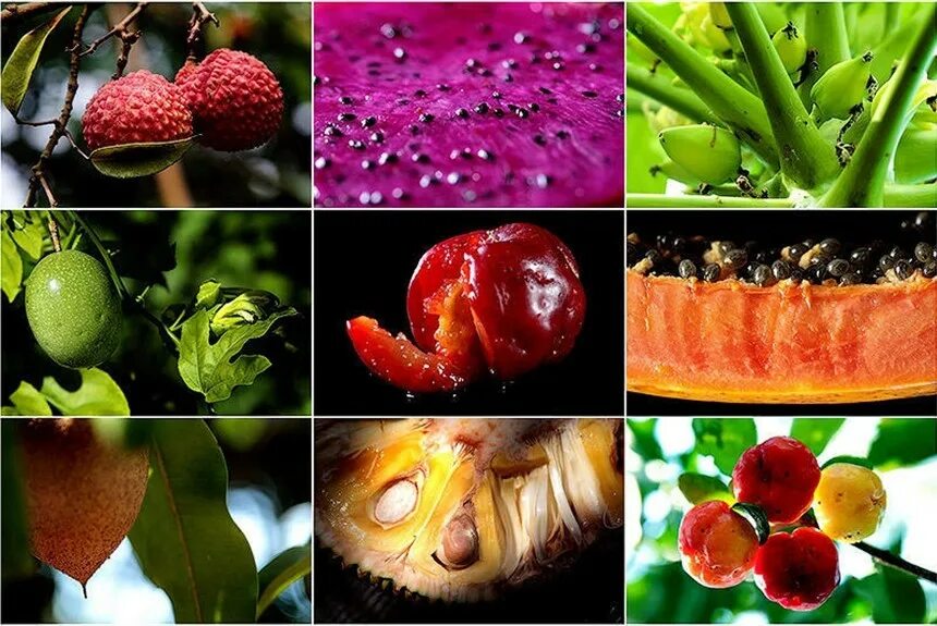 Плодовый мир. Необычные фрукты. Необычные экзотические фрукты. Удивительные плоды. Необычные съедобные фрукты.