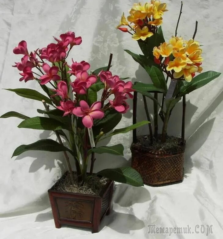 Плюмерия. Плюмерия три короля. Комнатное растение плюмерия (plumeria). Плюмерия дерево. Домашний цветок плюмерия.