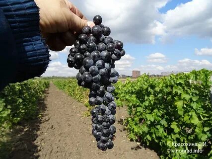 Саперави сорт винограда