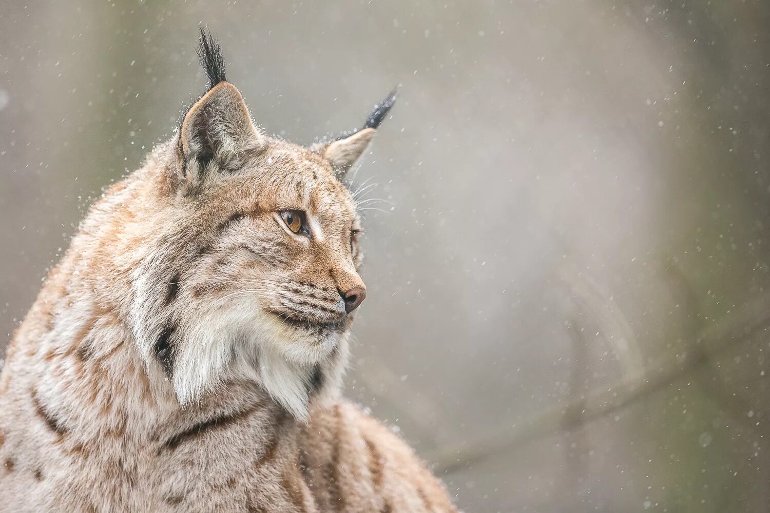 Рысь - Lynx Lynx (Linnaeus, 1758). Клепа Рысь. Руди Робертс "Рысь". Смешная Рысь. Рысь реклама