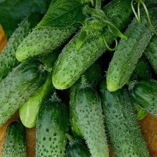 Огурцы популярные сорта