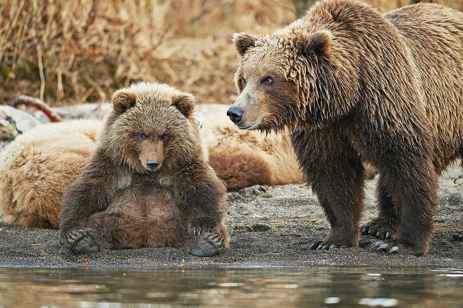 Д ф животные. Д ф животные