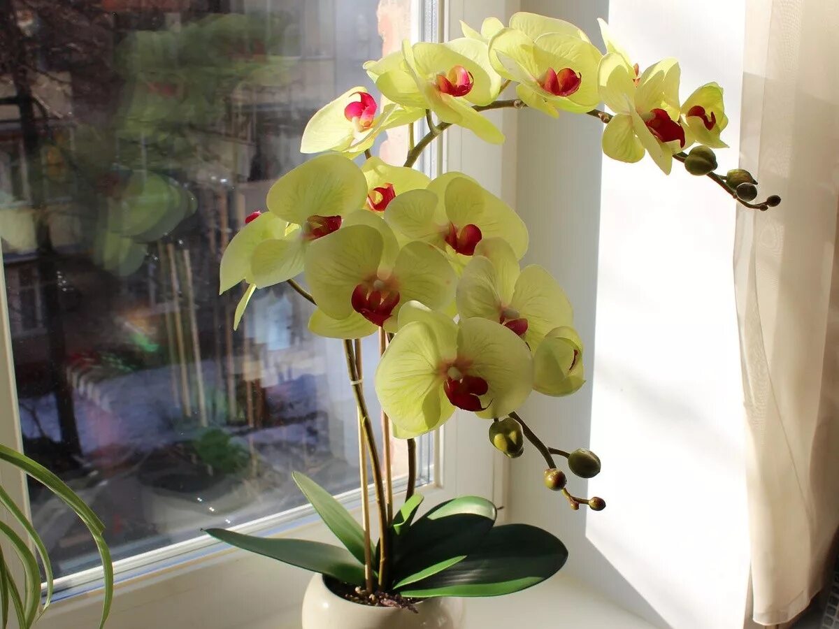 Комнатный цветок Орхидея фаленопсис. Жёлтая Орхидея фаленопсис. Фаленопсис Алексия. Орхидея фаленопсис в горшке. Орхидея в горшке желтеют листья