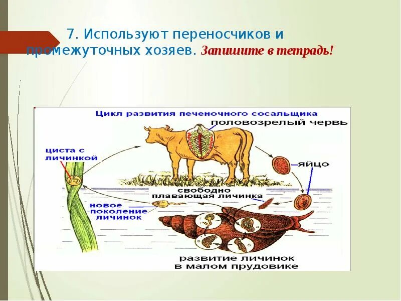 Промежуточный хозяин бычьего цепня. Циклы развития паразитических червей эхинококк. Промежуточные хозяева гельминтов. Промежуточными хозяевами паразитических червей являются. Жизненный цикл развития эхинококка.