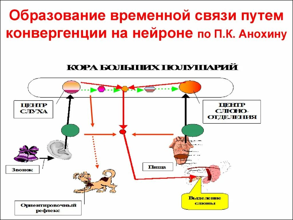 Схема формирования условного рефлекса Анохина. Теория конвергентного замыкания условного рефлекса п.к.Анохин. Теории и механизмы образования временной связи. Механизм образования условного рефлекса по Анохину. Образование временной связи