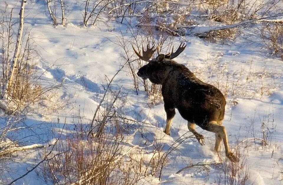 Охота зимняя на лося в Якутии.