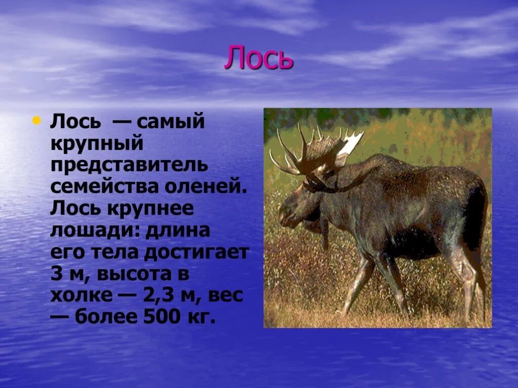 В какой природной зоне живет лось. Лось. Лось самый крупный представитель семейства. Лось самый крупный представитель семейства оленей.