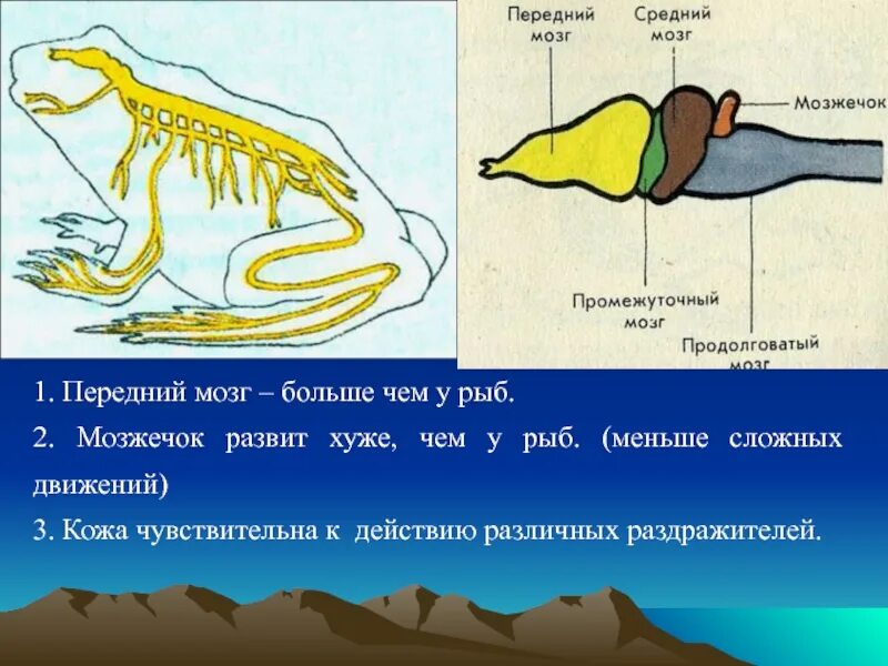 Развитие мозжечка у рыб