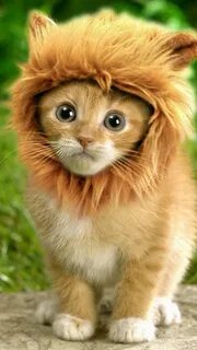 Кот лев