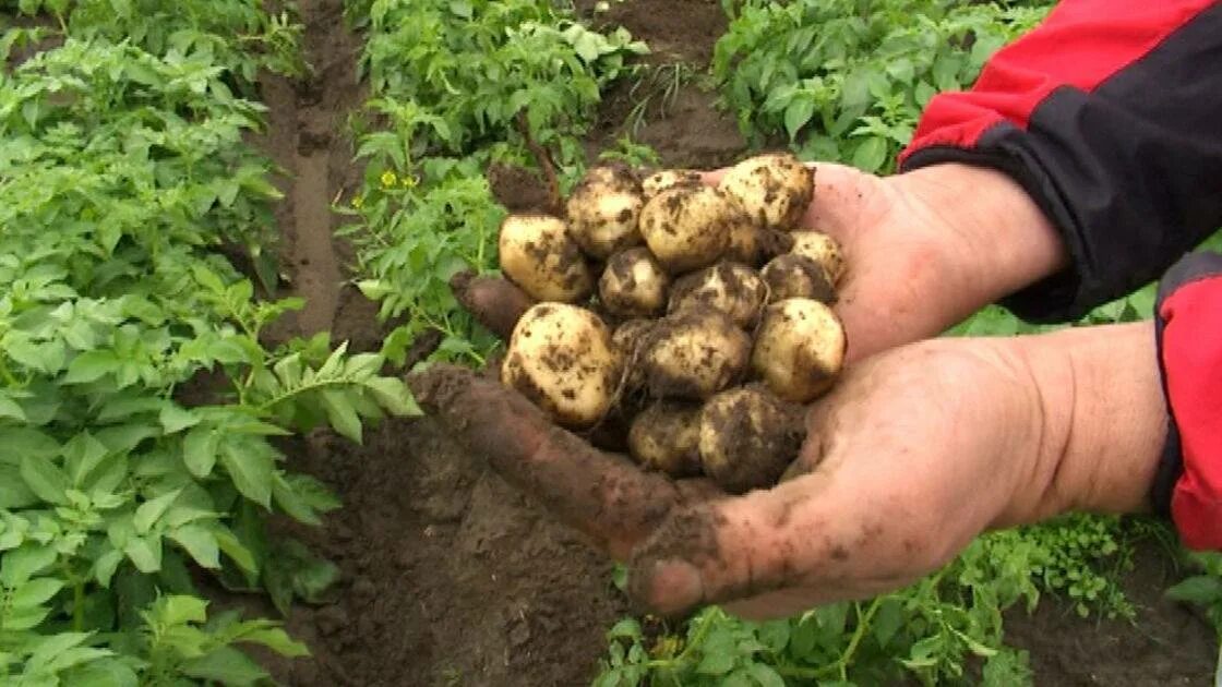 Почему плохой урожай. Урожай картофеля. неурожай картофеля. плохой урожай картошки. картофель куст.