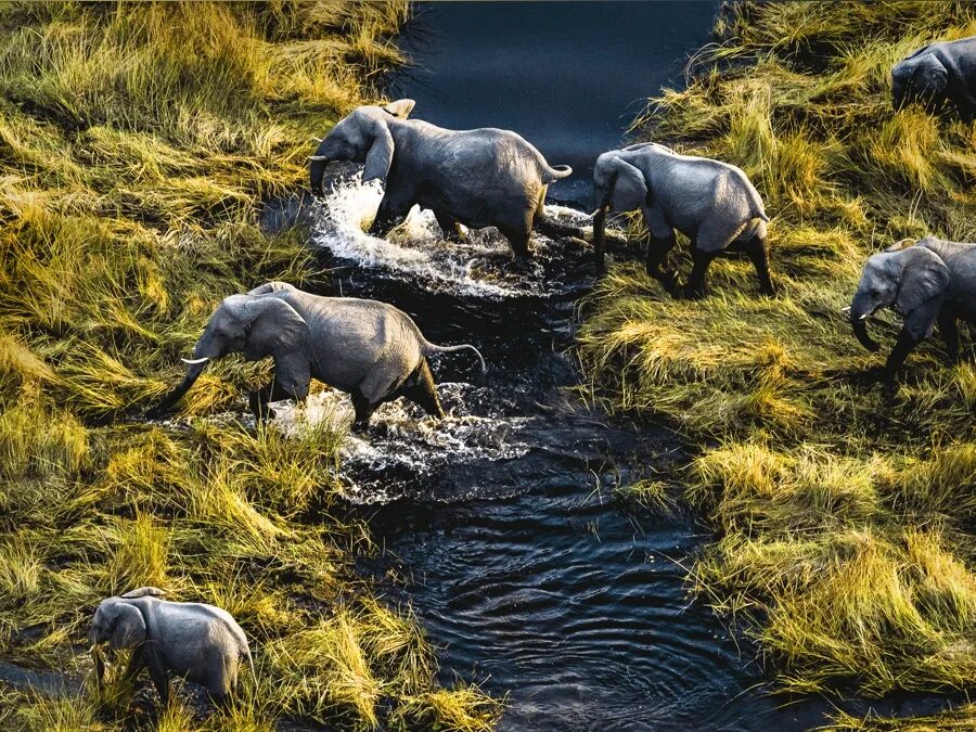 Okavango полный привод. Река Окаванго. Окаванго река животные. Okavango River Buffalo.