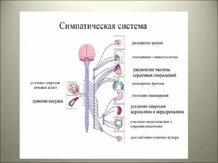 Расширение зрачка какой отдел нервной системы